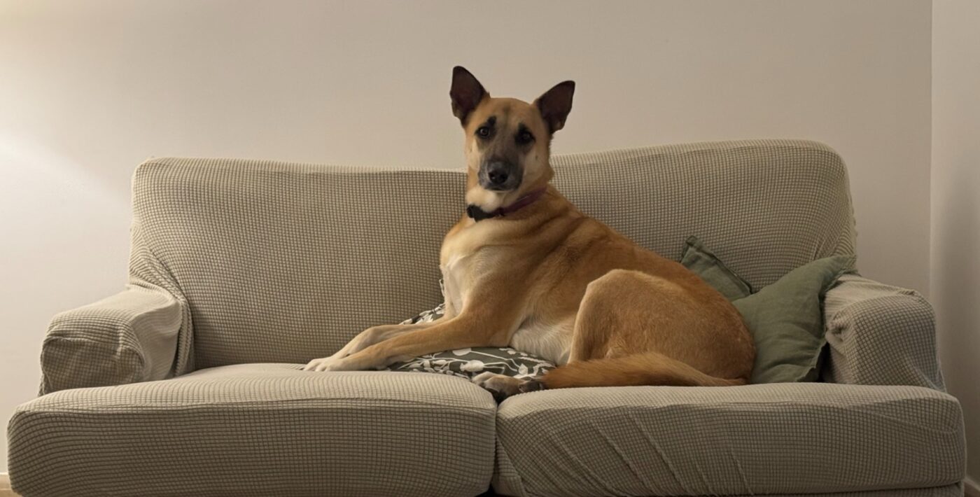 Luna, a brown dog, looking very regal and demure.